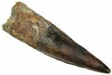 Fossil Spinosaurus Tooth - Real Dinosaur Tooth #329593-1